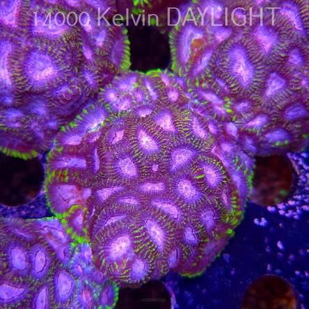 Favia WWC SPACE MONKEY (23.11.2025)  7cm