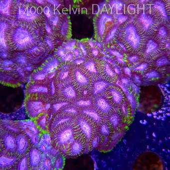 Favia WWC SPACE MONKEY (23.11.2025)  7cm