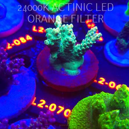 Acropora TG PINK FLOYD ACRO (16.11.2025) L2-070  5cm