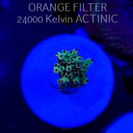 Acropora TG PINK FLOYD ACRO (20.03.2025) L1-I-17  3cm