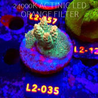 Acropora TG PINK FLOYD ACRO (17.03.2026) L2-035  4cm