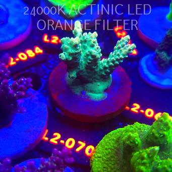 Acropora TG PINK FLOYD ACRO (16.11.2025) L2-070  5cm