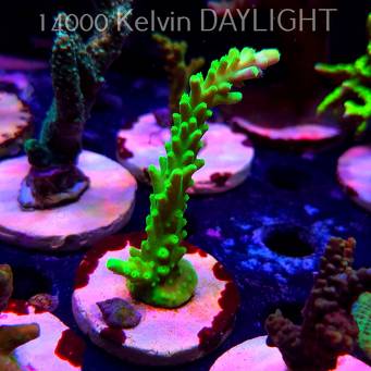 Acropora AUSTERA BANANA (19.06.2025) L3-II-22  11cm