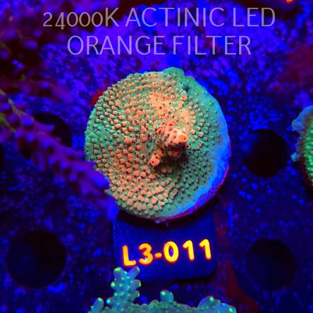 Acropora Jason Fox's Fox Flame Acro (04.01.2026) L3-011  5cm