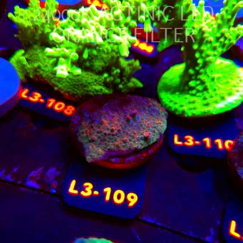 Acropora sp. PREMIUM AUSTRALIA (11.09.2026) L3-109  5cm