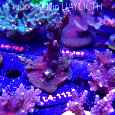 Acropora sp. AUSTRALIA (20.05.2026) L4-112  10cm