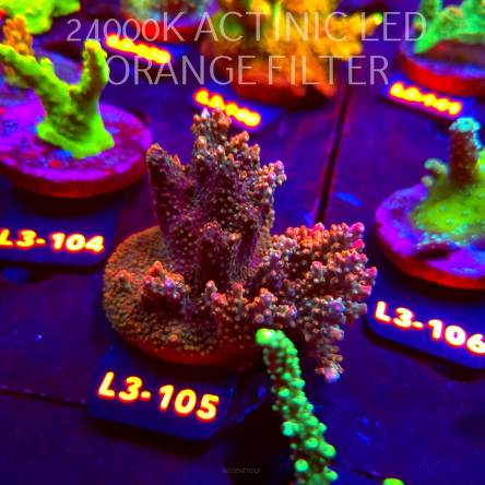 Acropora JMC RAINBOW PRINCESS Signature Frag (11.09.2026) L3-105  8cm