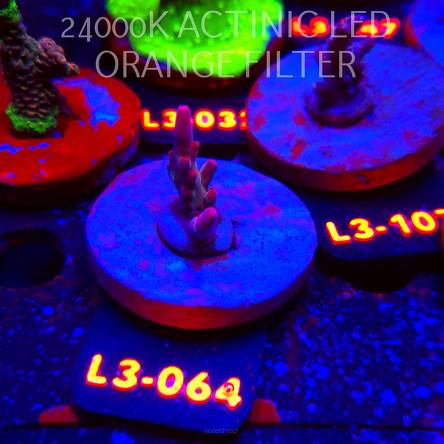 Acropora JMC PINK DREAM (04.01.2026) L3-064  3cm