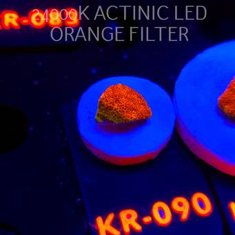 Psammocora WATERMELON (04.12.2025) KR-090  1cm