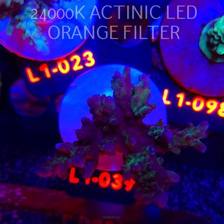 Acropora PURPLE DISEASE (09.10.2025) L1-039  6cm