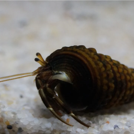 Clibanarius erythropus krab rozmiar 1 cm (Miniature Crab) BLACK