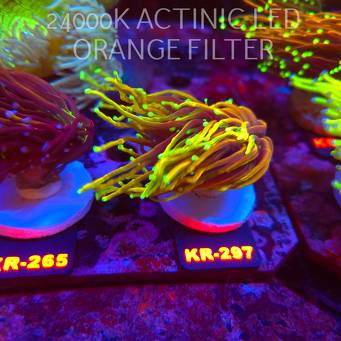Euphyllia glabrescens OG DRAGON SOUL (19.09.2026) KR-297  2 HEADS
