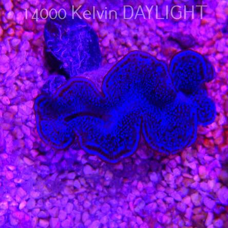 Tridacna maxima ULTRA (04.03.2026) 5cm