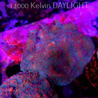 Echinophyllia Lava Rush Chalice (18.05.2025)  6cm