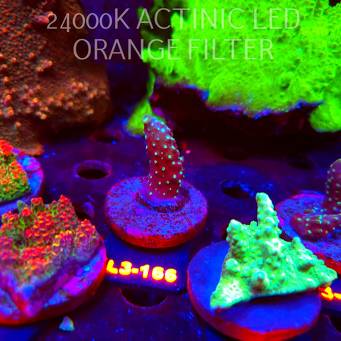 Acropora humilis DARK MOON (11.09.2026) L3-166  4cm