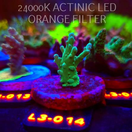 Acropora loripes NEON GREEN PURPLE TIP (10.09.2026) L3-014  4cm