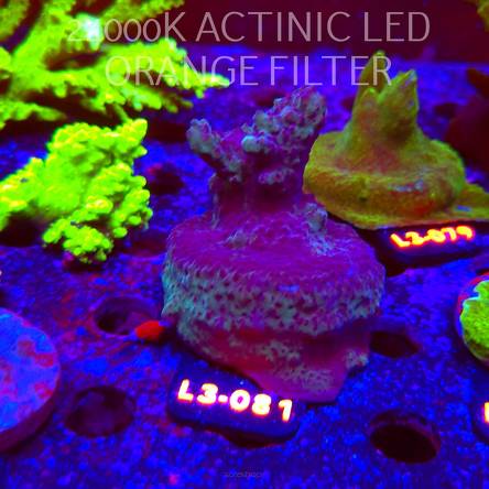 Acropora  sp. AUSTRALIA (05.01.2026) L3-081  7cm