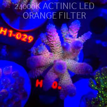 Acropora MILLEPORA RAINBOW (16.10.2025)  6cm