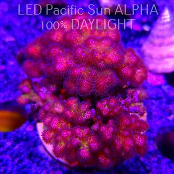 Pocillopora verrucosa PURPLE (22.01.2025)  8cm