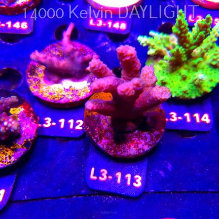 Acropora sp. PREMIUM AUSTRALIA (11.09.2026) L3-113  7cm
