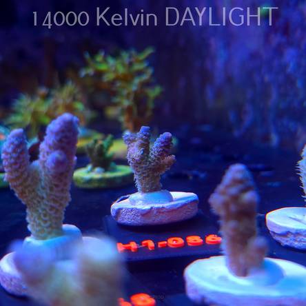 Acropora MILLEPORA RAINBOW (16.10.2025) H1-086  3cm