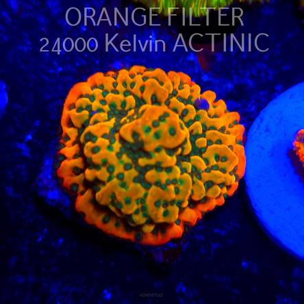   Montipora JASON FOX BEACH BUM (20.06.2025)  4cm
