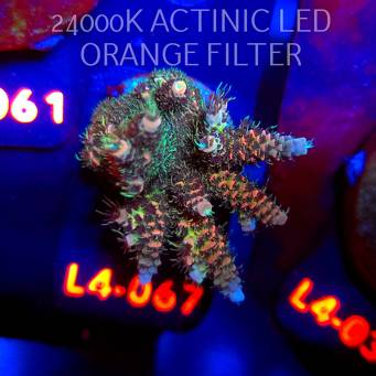 Acropora sp. PREMIUM AUSTRALIA (06.01.2026) L4-067  4cm