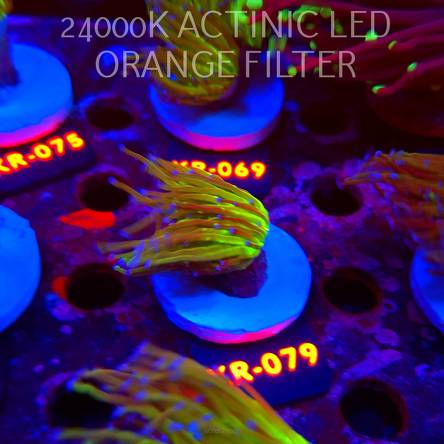 Euphyllia glabrescens TG TOXIC JOKER TORCH (01.09.2026) KR-079
