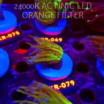 Euphyllia glabrescens TG TOXIC JOKER TORCH (01.09.2026) KR-079
