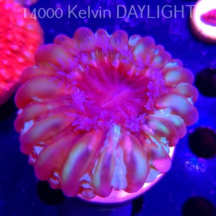 Cynarina lacrymalis TOXIC GREEN Australia (03.01.2026) KR-022  8cm