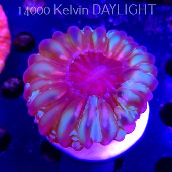 Cynarina lacrymalis TOXIC GREEN Australia (03.01.2026) KR-022  8cm