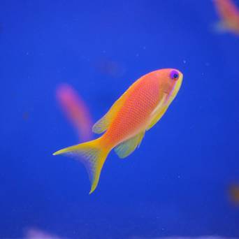 Pseudanthias Squamipinnis samica 7cm