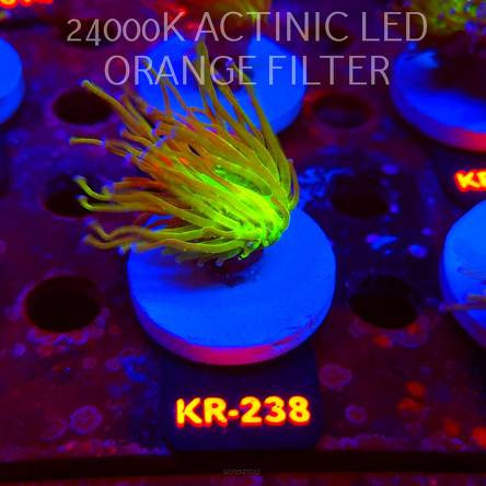 Euphyllia glabrescens TG TOXIC JOKER TORCH (01.09.2026) KR-238