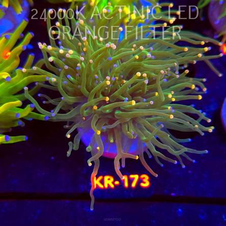 Euphyllia glabrescens ORANGE-PINK TIP (17.01.2026) KR-173