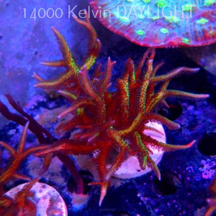 Seriatopora hystrix YELLOW (06.05.2025)  12cm