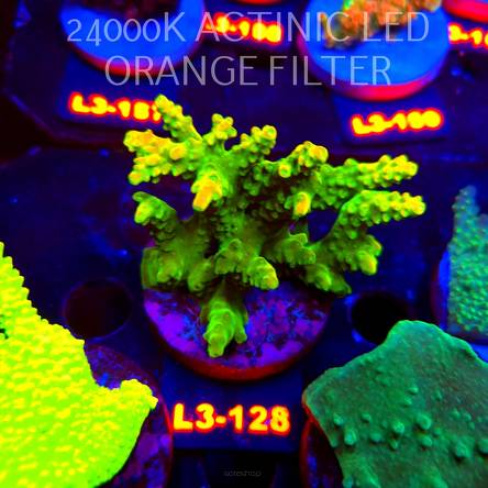 Acropora GOLD FEVER (11.09.2026) L3-128  6cm