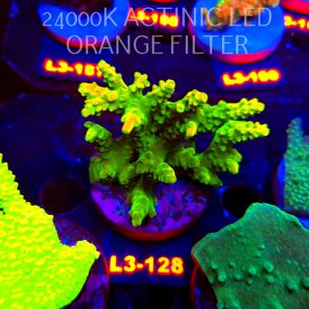 Acropora GOLD FEVER (11.09.2026) L3-128  6cm