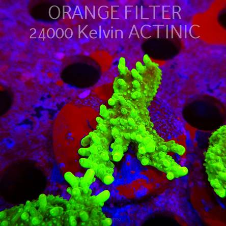 Acropora WWC Castells Banana (11.08.2025) MM6-III-28  5cm