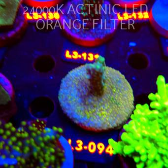 Acropora sp. PREMIUM AUSTRALIA (11.09.2026) L3-094  5cm