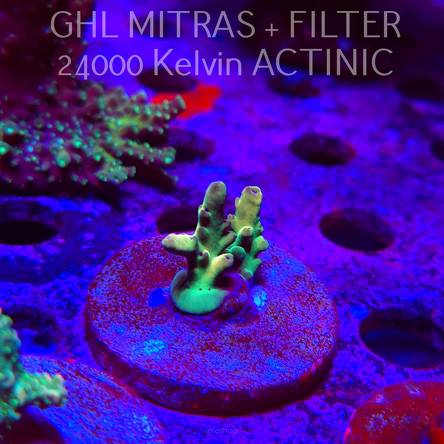 Acropora LORIPES FIJI GOLD (20.02.2025) L4-III-27  2cm (deepwater)