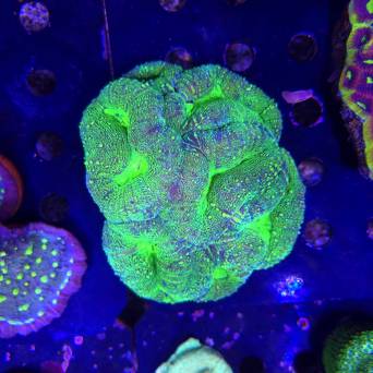 Lobophyllia corymbosa ULTRA Australia (11.08.2025) MM6-I-28