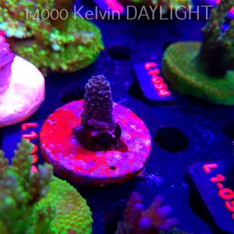 Acropora sp. PREMIUM AUSTRALIA  (03.08.2026) L1-021  3cm