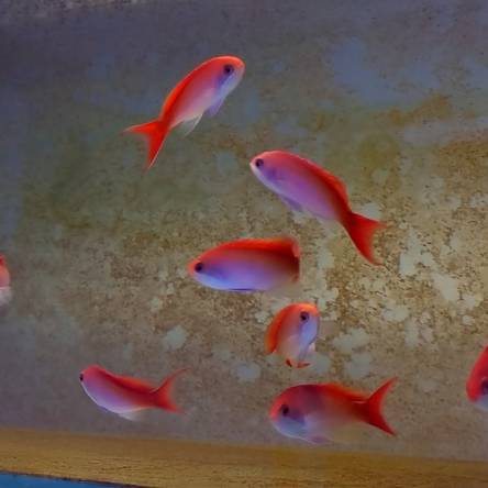 Pseudanthias Cooperi rozmiar 7-10 cm