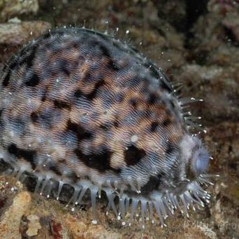 Cypraea species