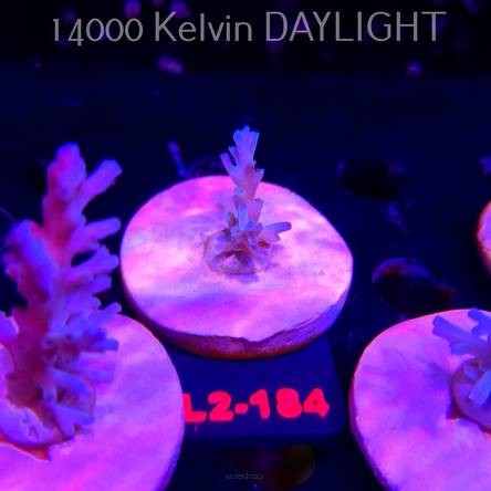 Acropora ECHINATA ICE FIRE CORAL SEA (14.08.2026) L2-184  3cm
