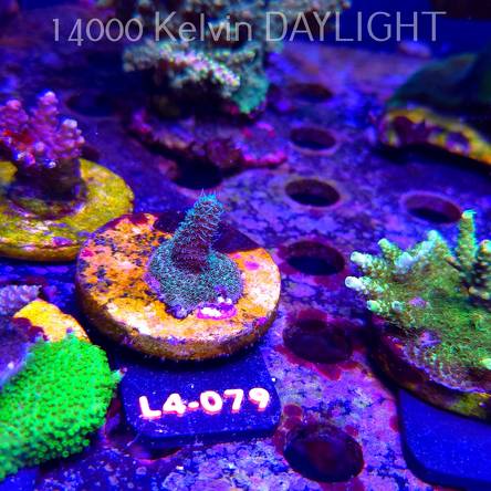 Acropora sp. PREMIUM AUSTRALIA  (07.01.2026) L4-079  2cm