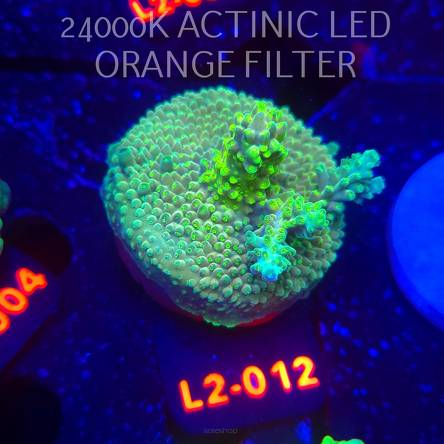 Acropora YELLOW PRINCESS (14.11.2025) L2-012  5cm