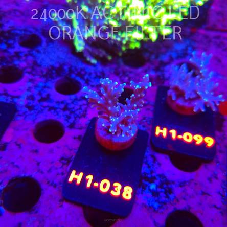 Acropora carduus (19.09.2026) H1-038  5cm