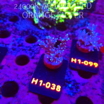 Acropora carduus (19.09.2026) H1-038  5cm