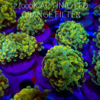 Euphyllia paraancora AUSSIE GREEN HOLOGRAM HAMMER (11.10.2026) H1-  2-3H